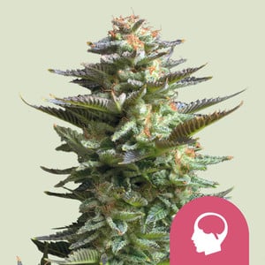 Amnesia Haze (5 Seeds)