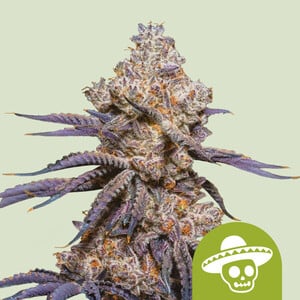 Mexican Rush Auto (10 Seeds)