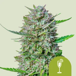 Mimosa Auto (5 Seeds)