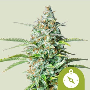 Northern Light Auto (5 Seeds)