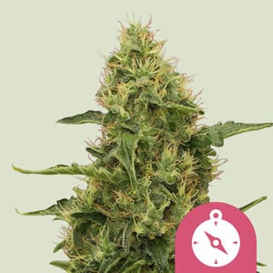 Northern Light (5 seeds)