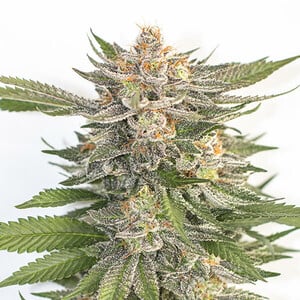 Buy Pink Runtz Feminized Cannabis Seeds (5 seeds)