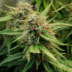 Royal Creamatic (5 seeds)