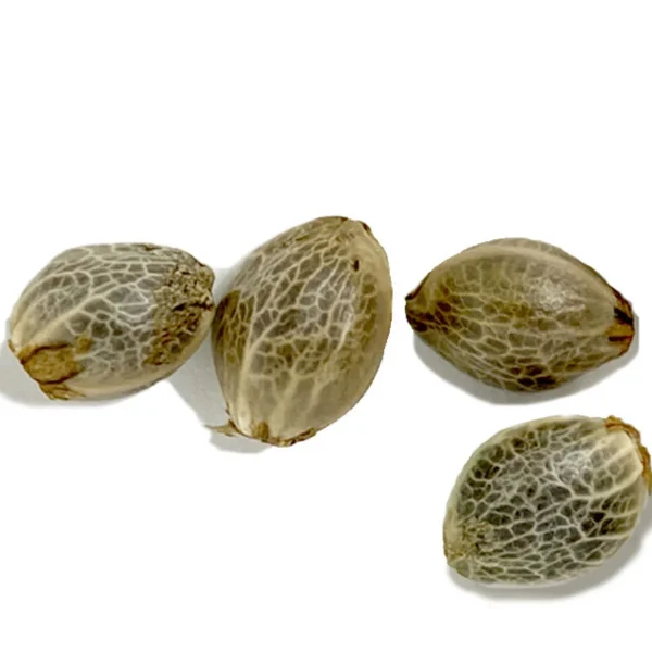 Northern Light (5 seeds) - Image 2