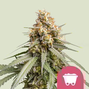 Shining Silver Haze (5 seeds)