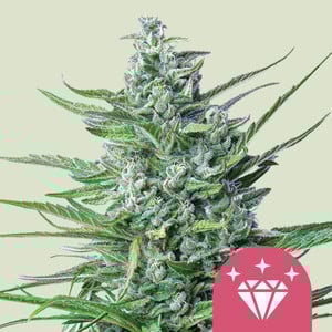 Special Kush 1 (5 seeds)